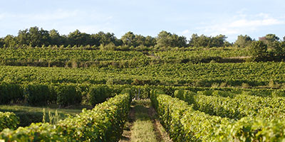 vineyards touraine